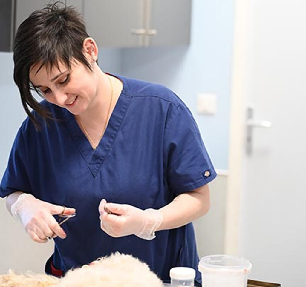 Vétérinaire en consultation sur un chien