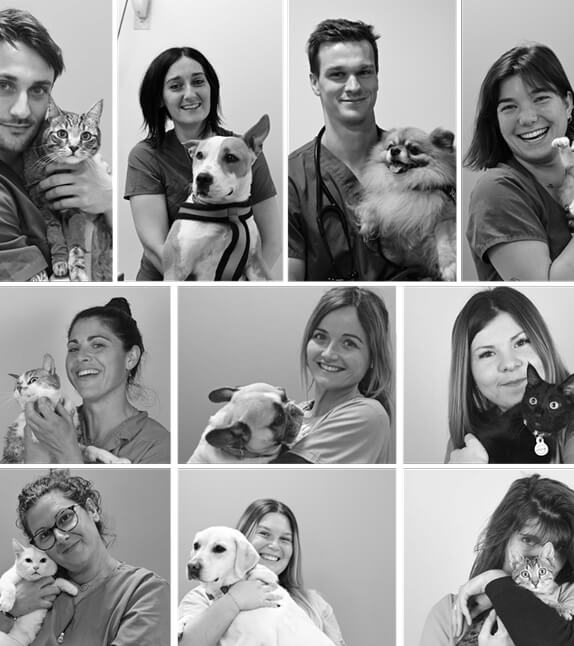 équipe de la clinique vétérinaire du Lion à Solliès Pont