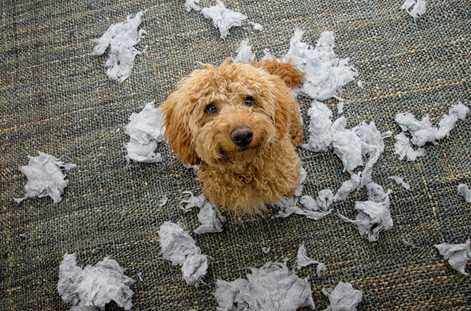 CL-Comportement Consultation de comportement