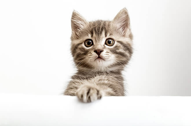 CL-Endocrinologie Endocrinologie